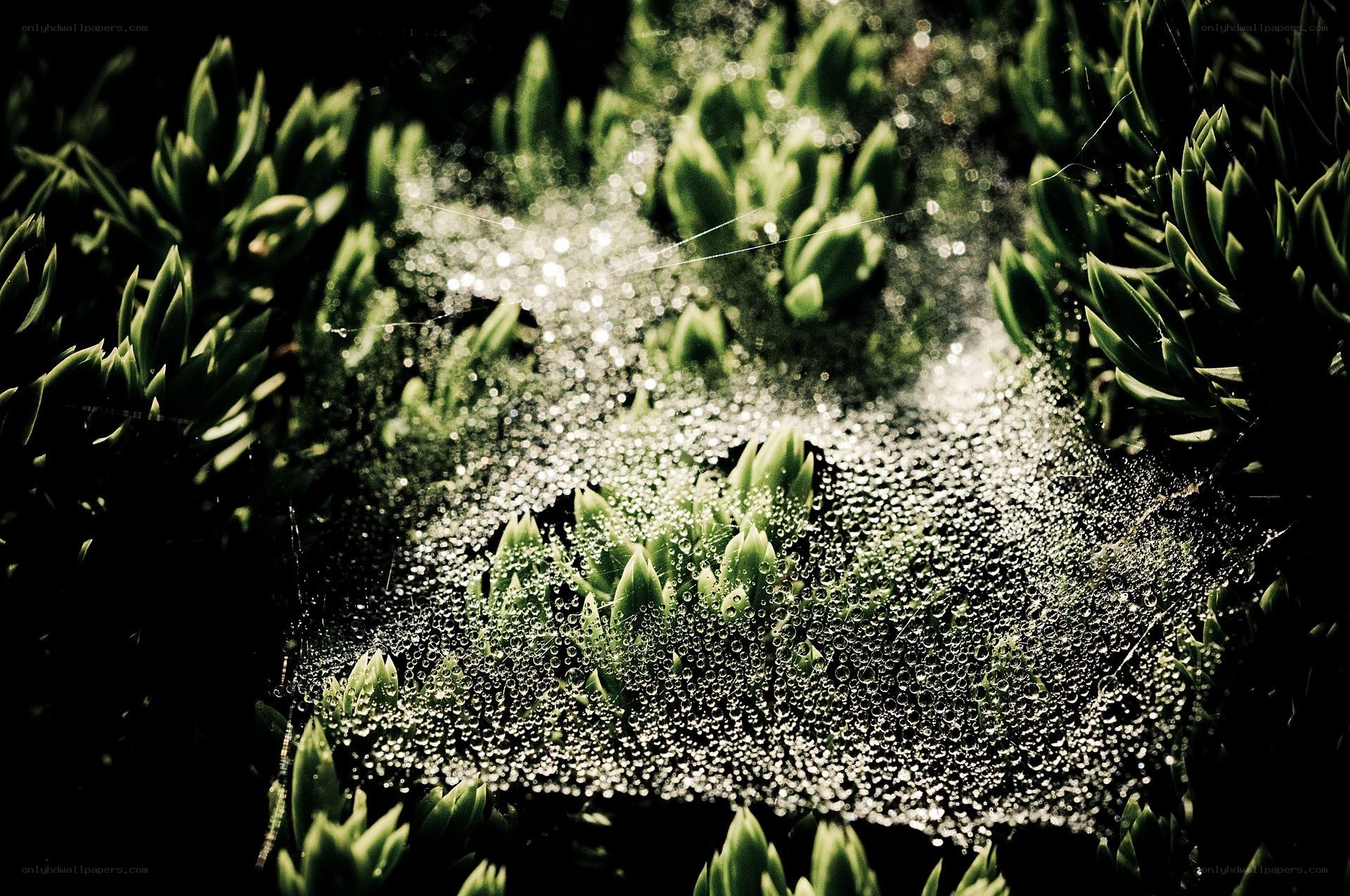 Dew-covered spider web