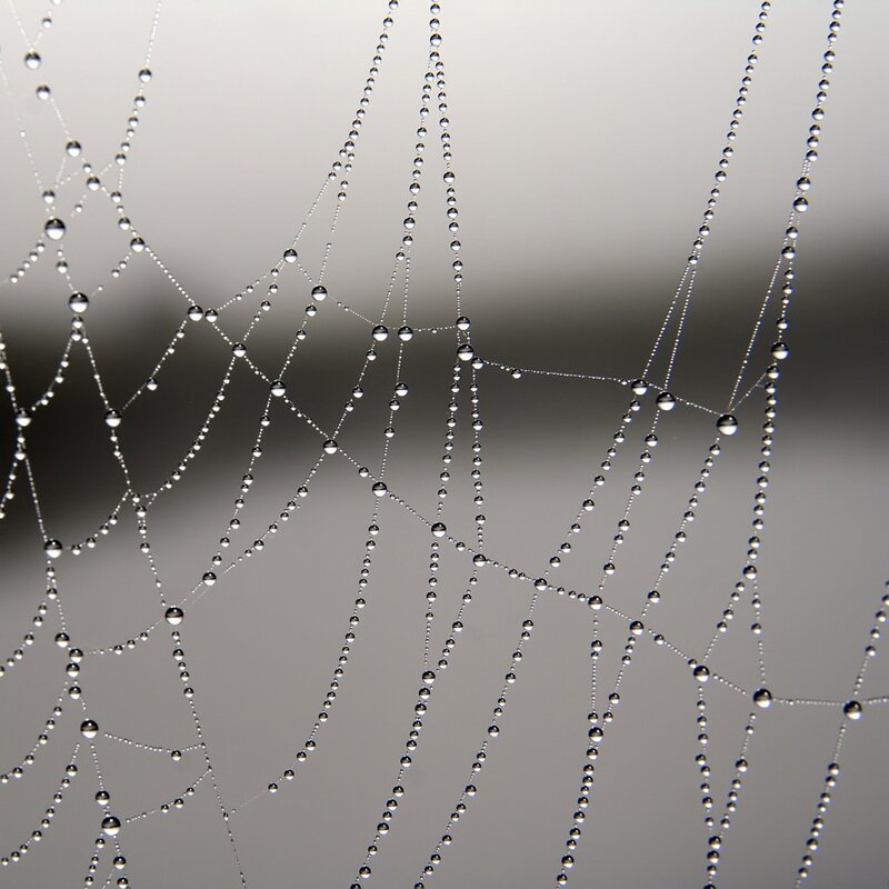 Dew-covered spider web