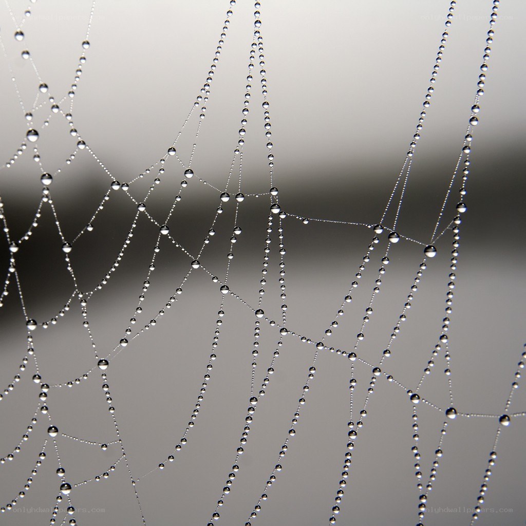 Dew-covered spider web