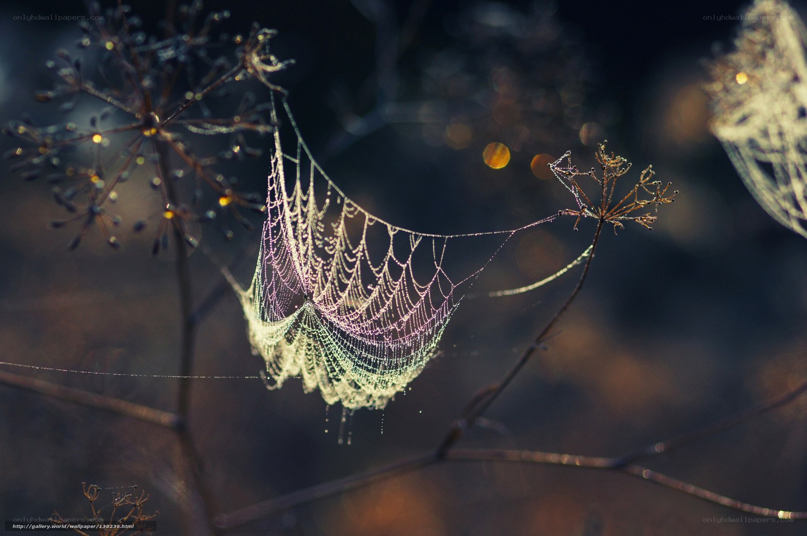 Dew-covered spider web
