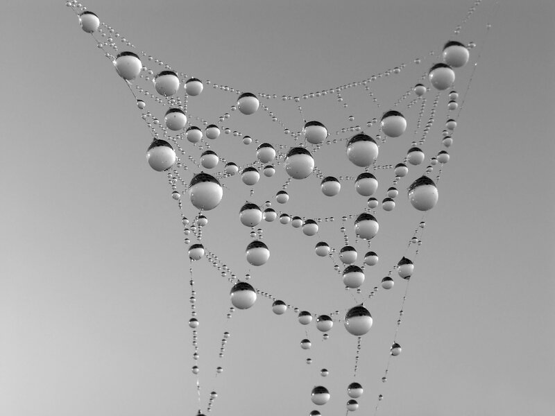 dew-covered spider web
