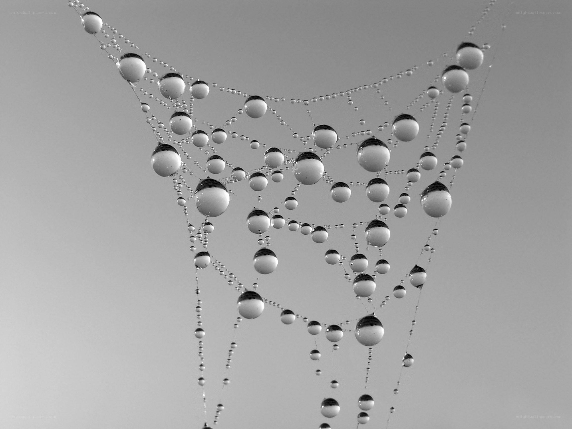 dew-covered spider web