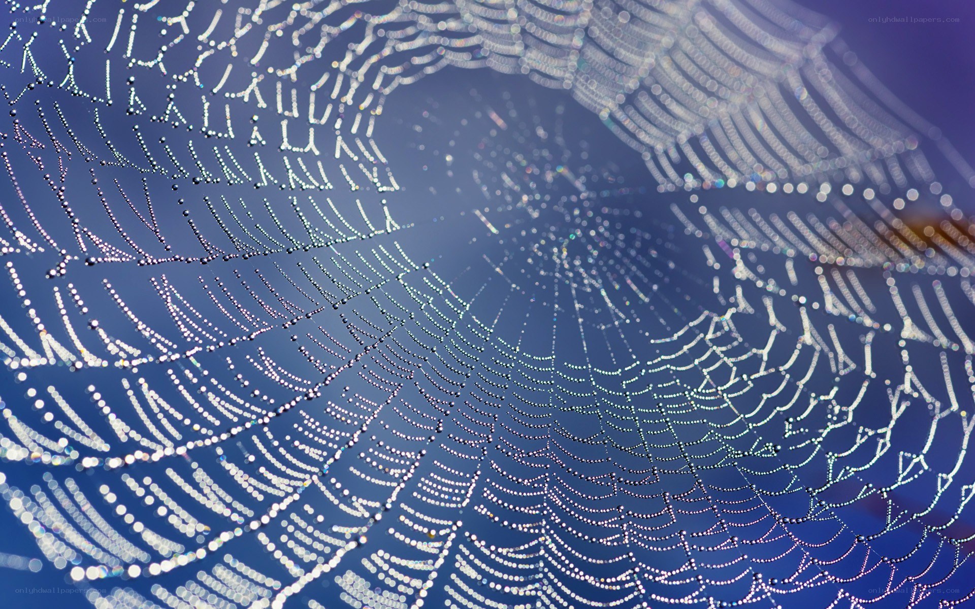 dew-covered spider web