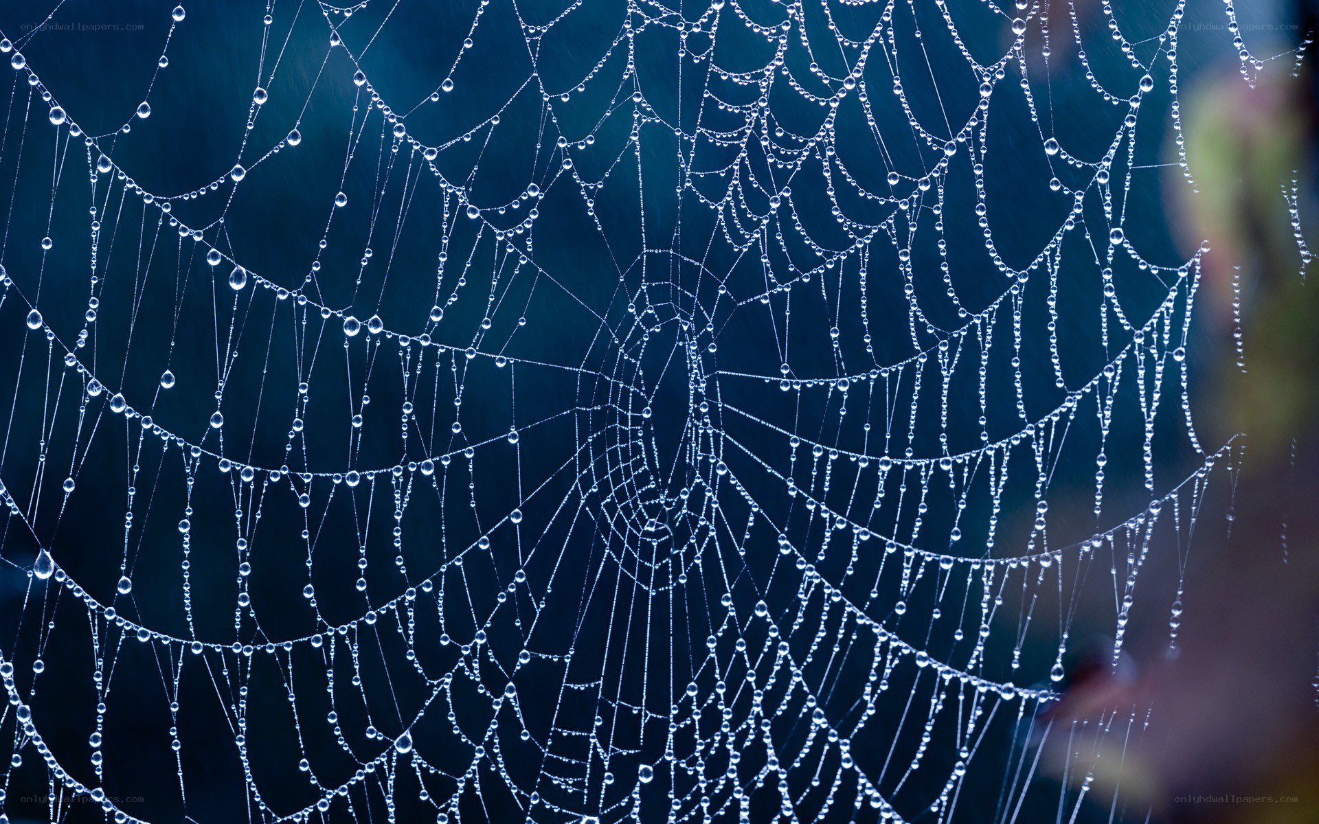 Dew-covered spider web