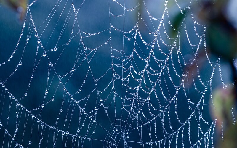 Dew-covered spider web
