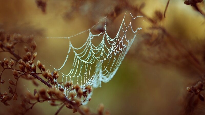 Dew-covered spider web