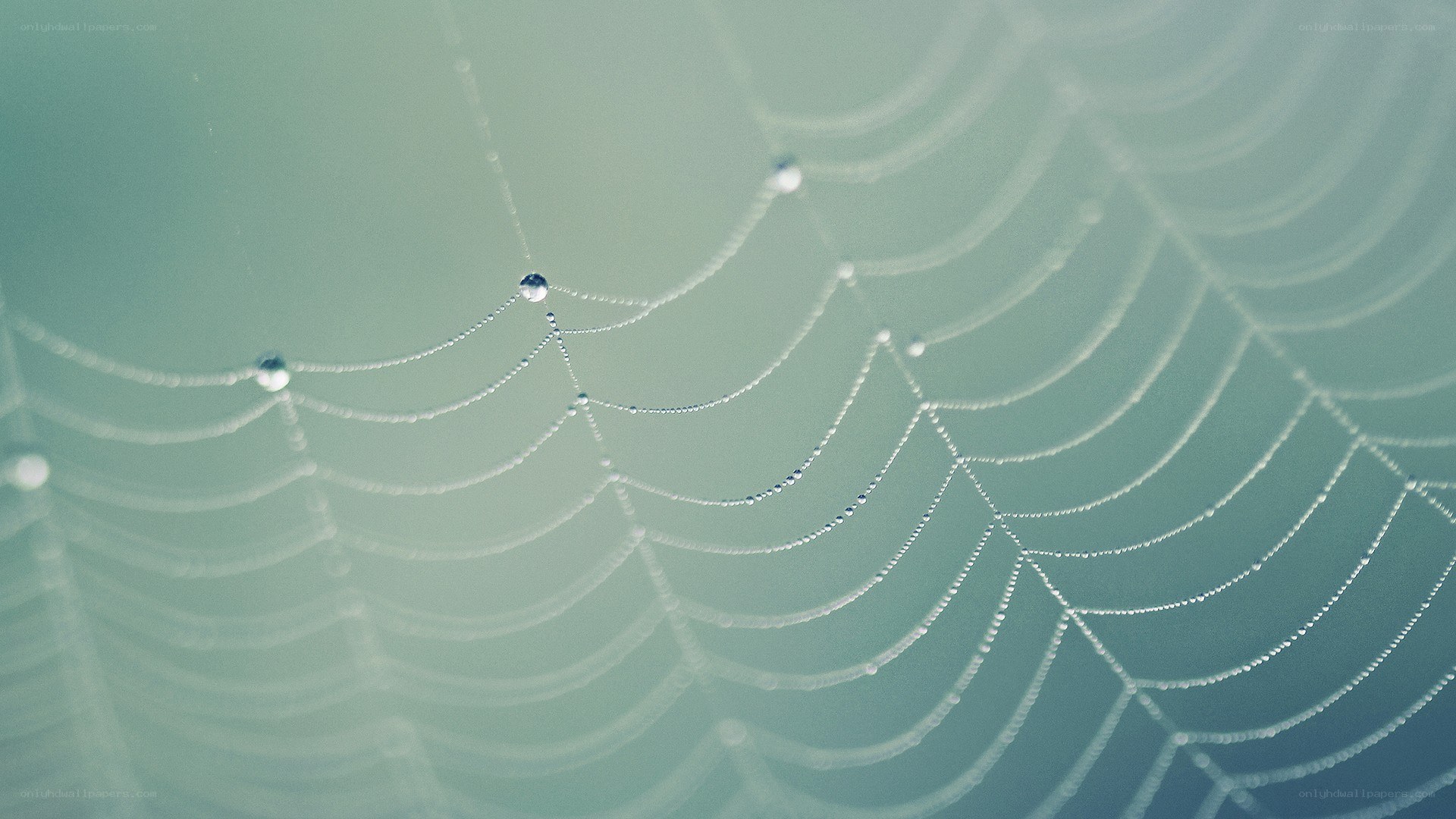 Dew-covered spider web