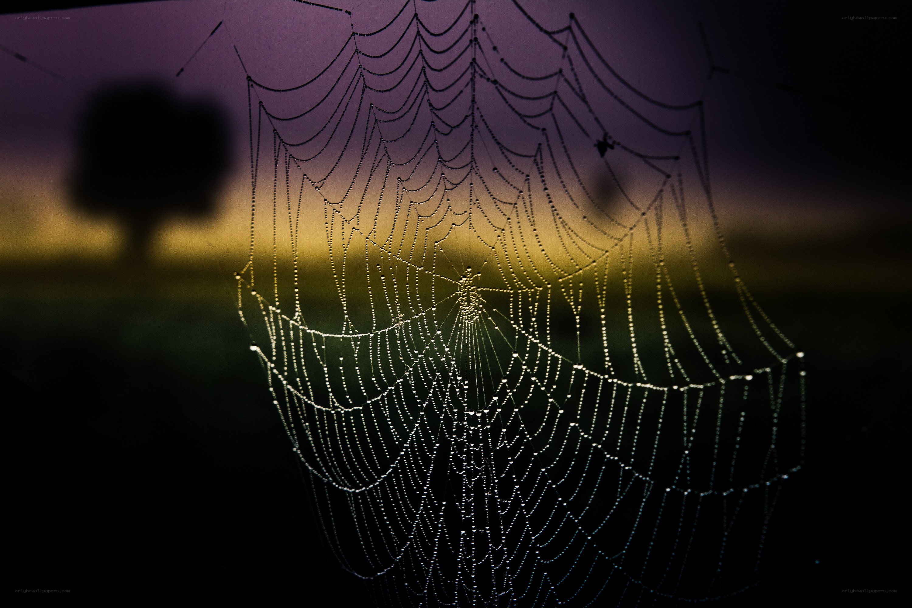 Dew-covered spider web at dawn