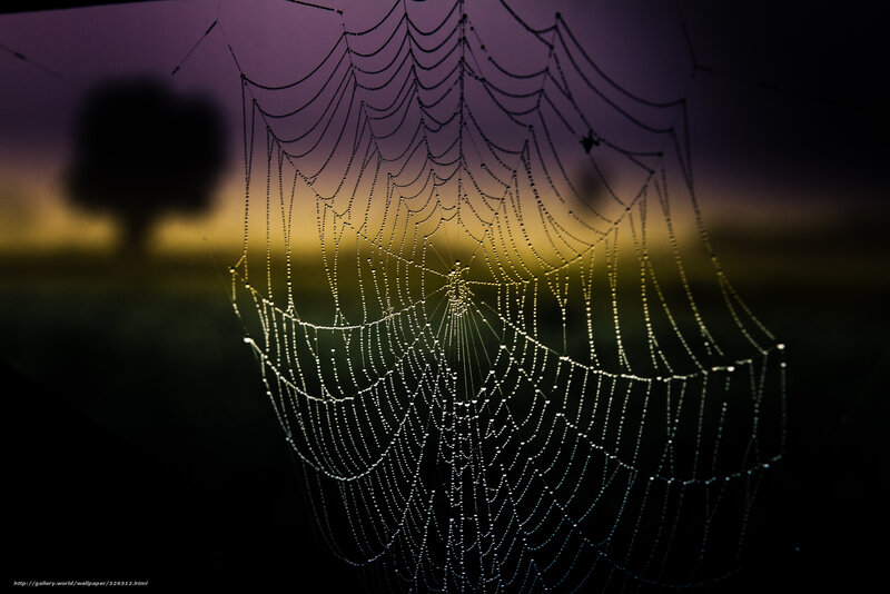 Dew-covered spider web at dawn