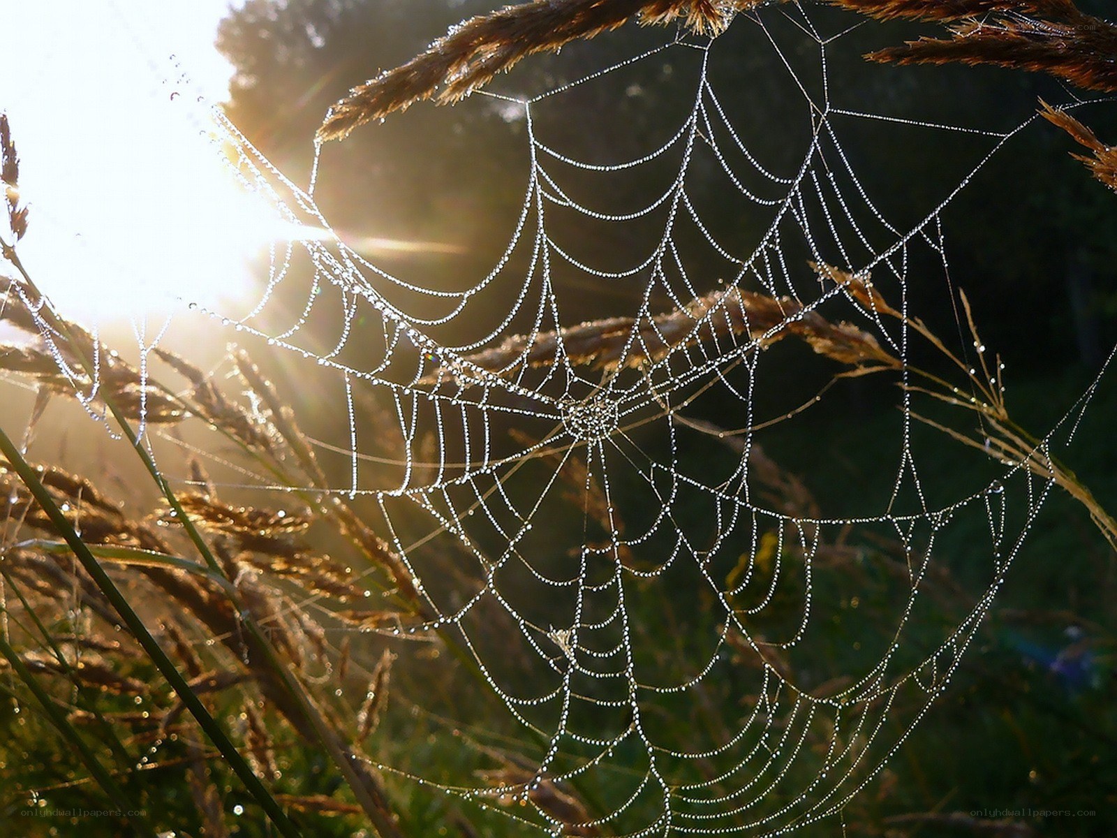 Dew-covered spider web at sunrise