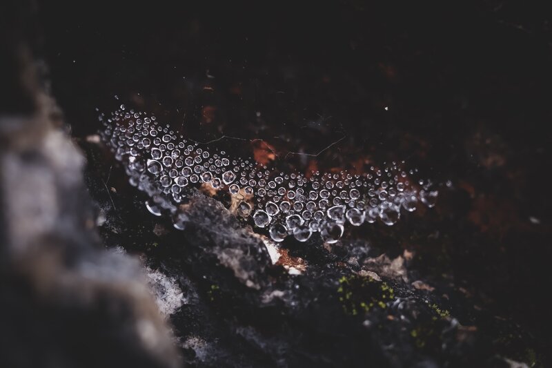 Dew-covered Spider Web — Black, Dark
