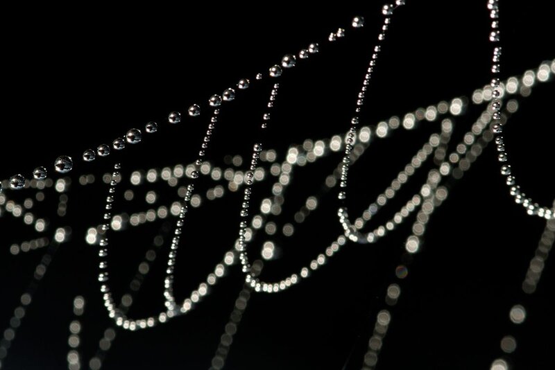 Dew-covered Spider Web — Black