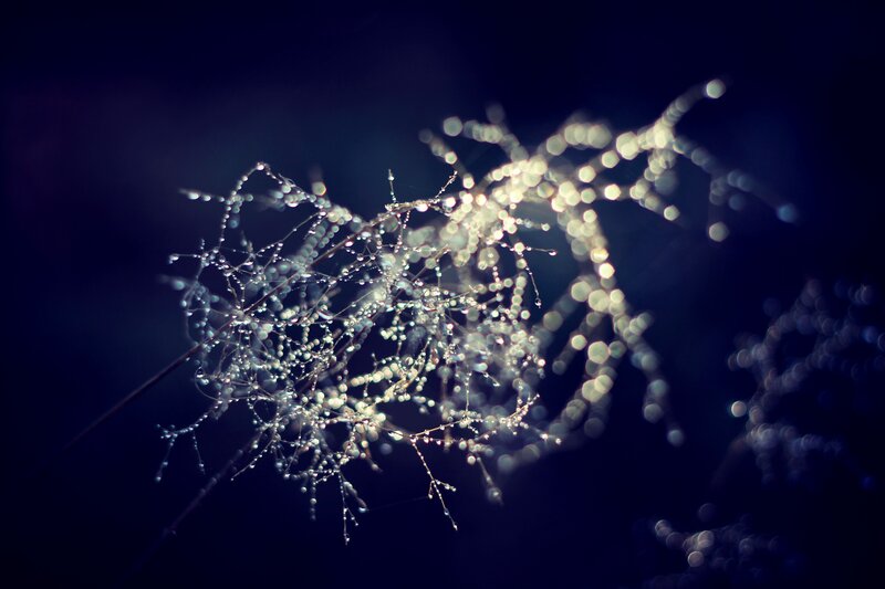 Dew-covered Spider Web — Blue, Serene