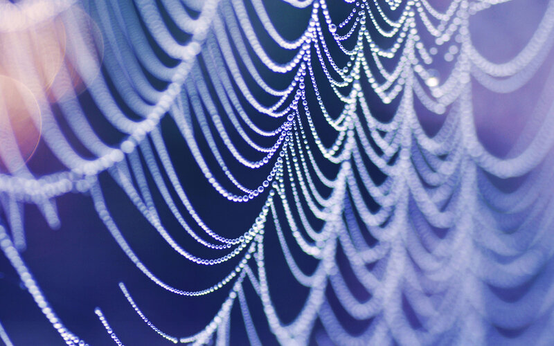 Dew-covered Spider Web — Blue