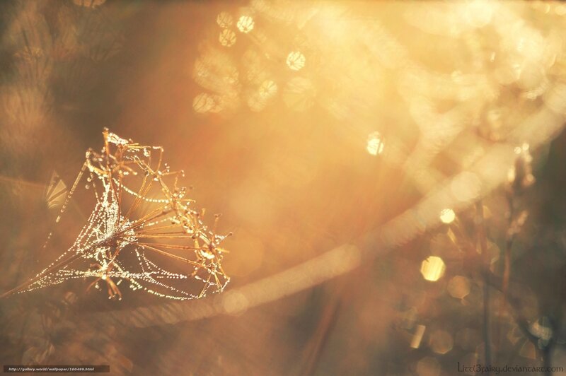 Dew-covered Spider Web — Gold, Serene, Morning