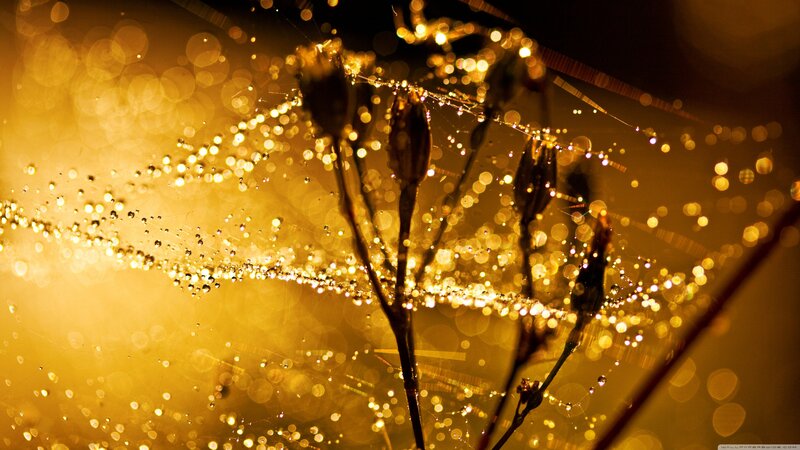 Dew-covered Spider Web — Gold, Serene, Night