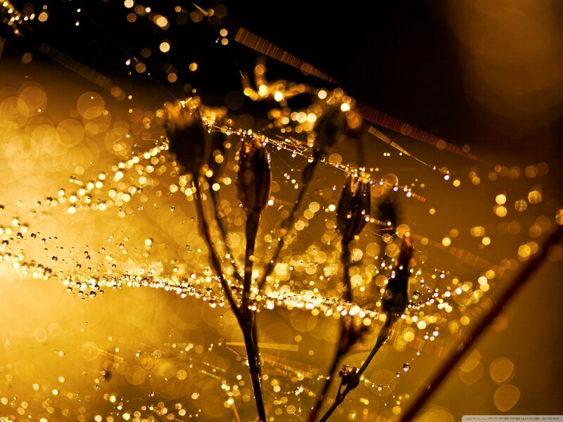 Dew-covered Spider Web — Gold, Serene