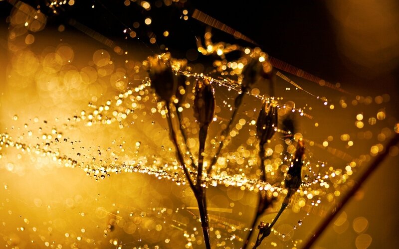 Dew-covered Spider Web — Gold