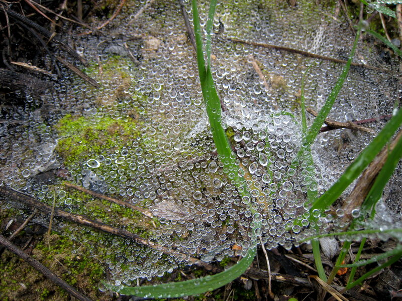 Dew-covered Spider Web — Green, Calm