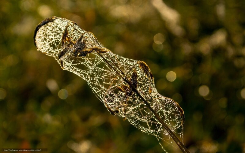 Dew-covered Spider Web — Green