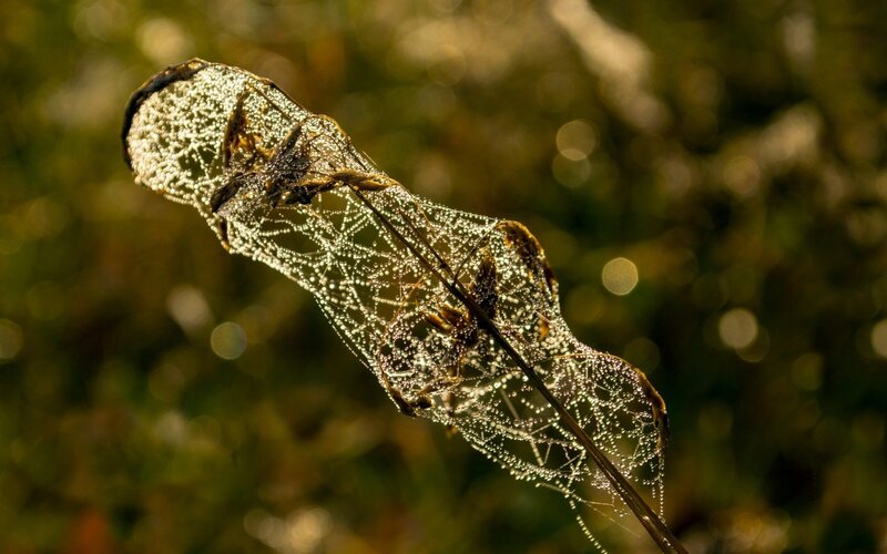 Dew-covered spider web on a leaf