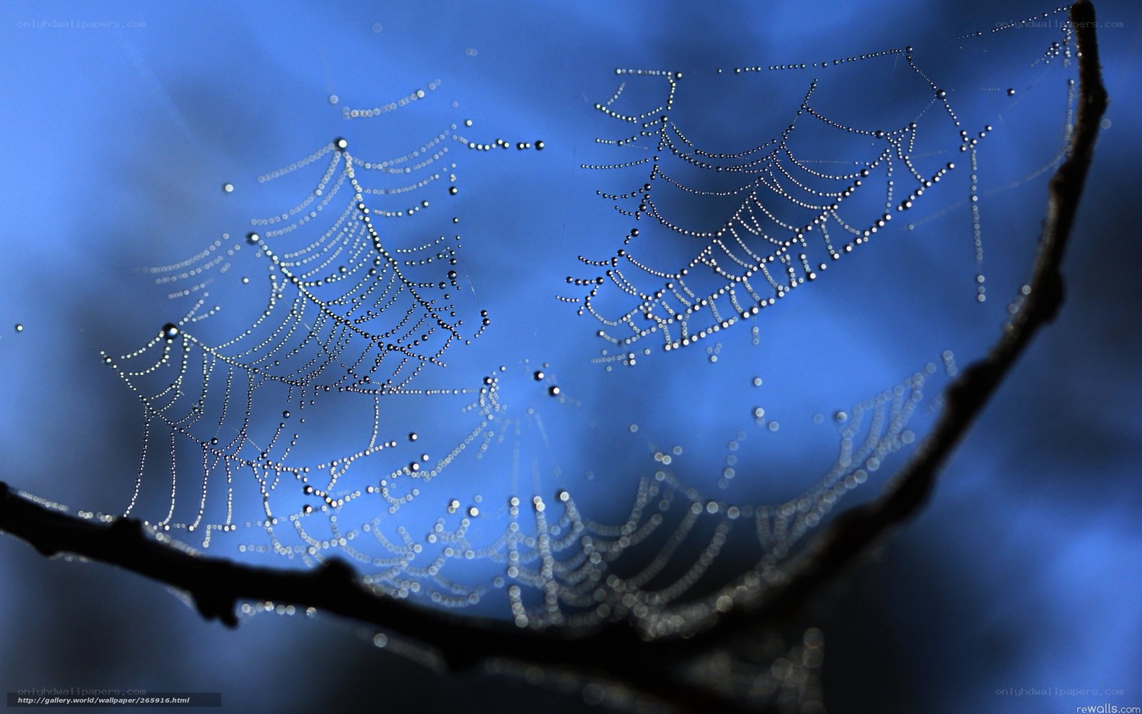 Dew-covered spider webs
