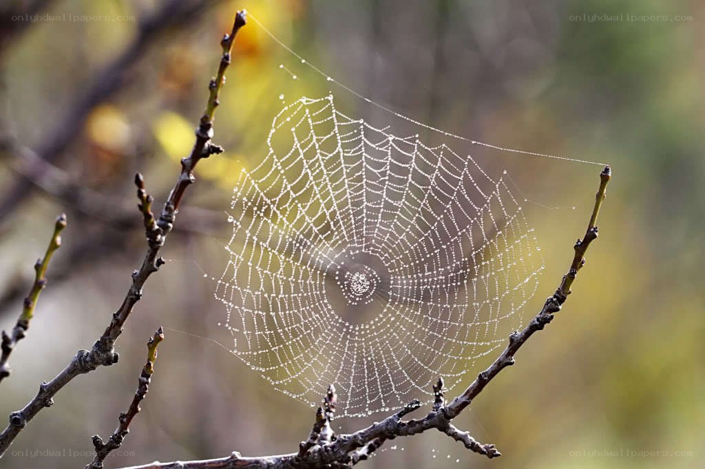 dew-covered spiderweb