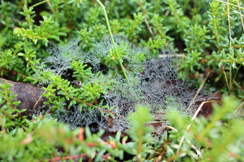 Dew-covered Spiderweb — Green, Calm, Morning