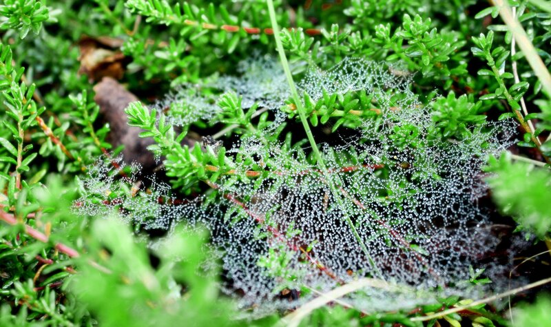 Dew-covered Spiderweb — Green, Calm