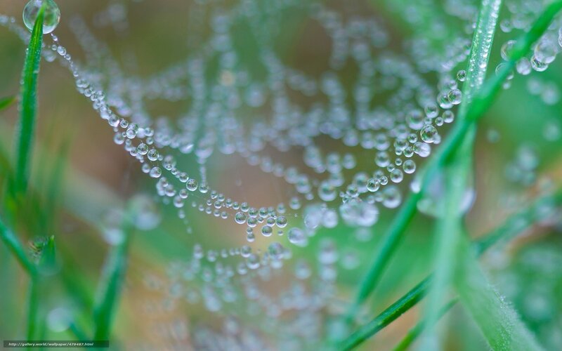 Dew-covered Spiderweb — Green, Serene, Morning, Photograph, Grass