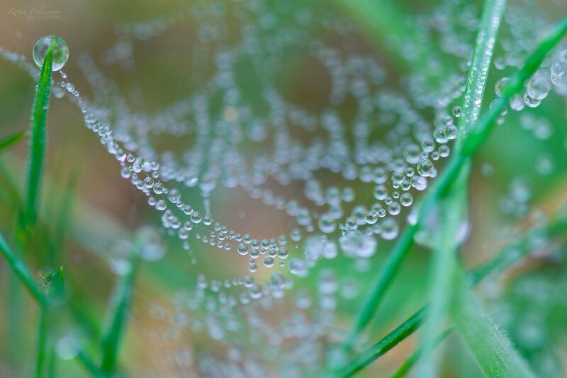 Dew-covered Spiderweb — Green, Serene, Morning