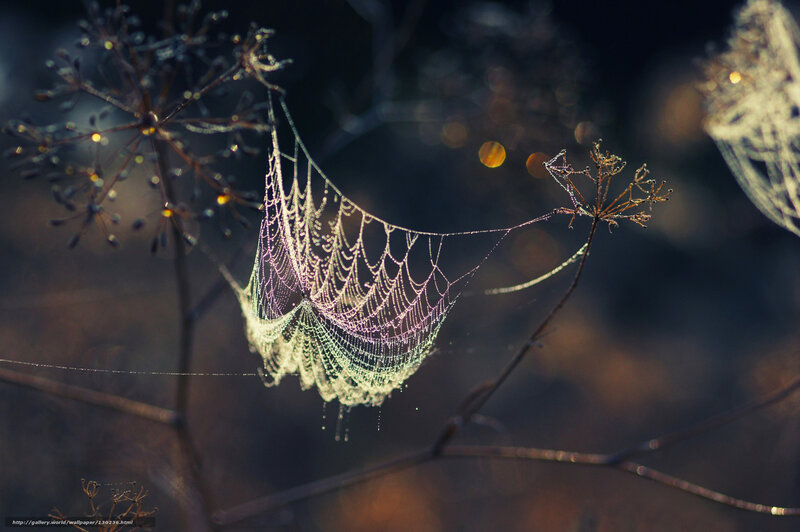 Dew-covered Spiderweb — Green, Serene