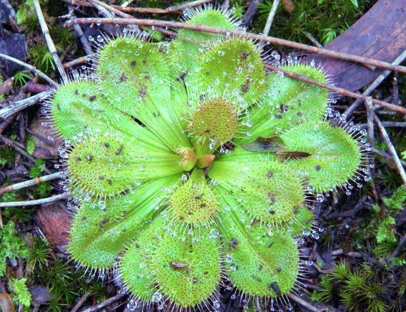Dew-covered Sundew Plant