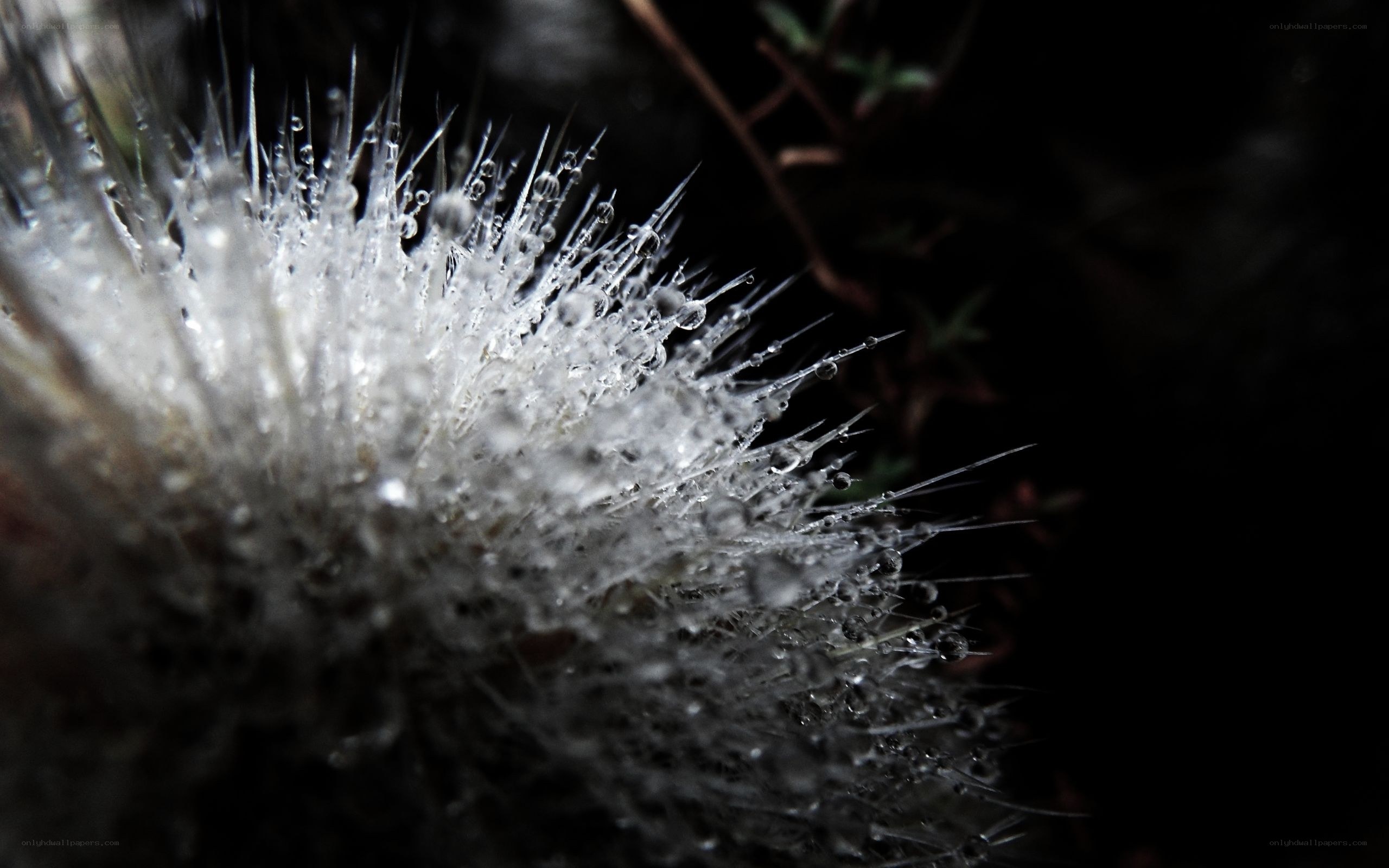 Dew-covered thistle in morning light
