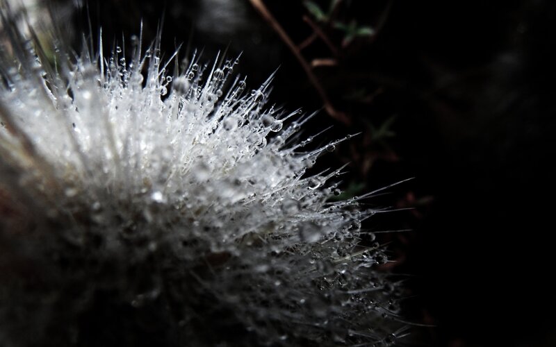 Dew-covered Thistle — White