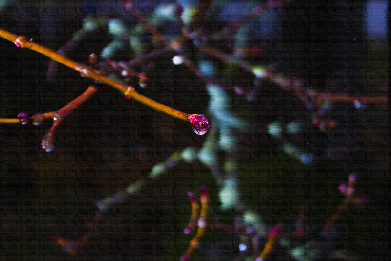 Dew-covered Tree Branch