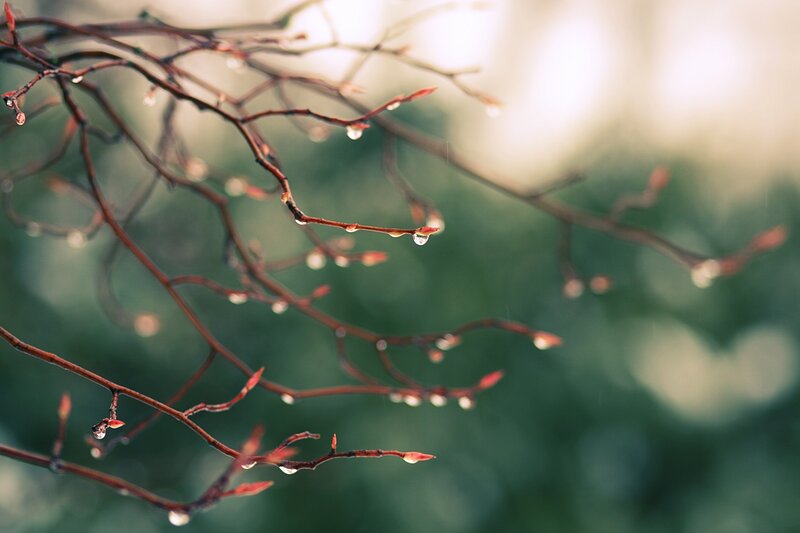 Dew-covered Tree Branches — Brown