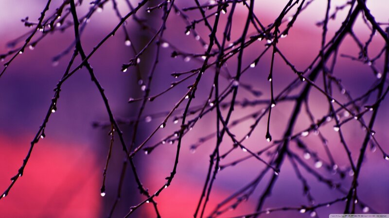 Dew-covered Tree Branches