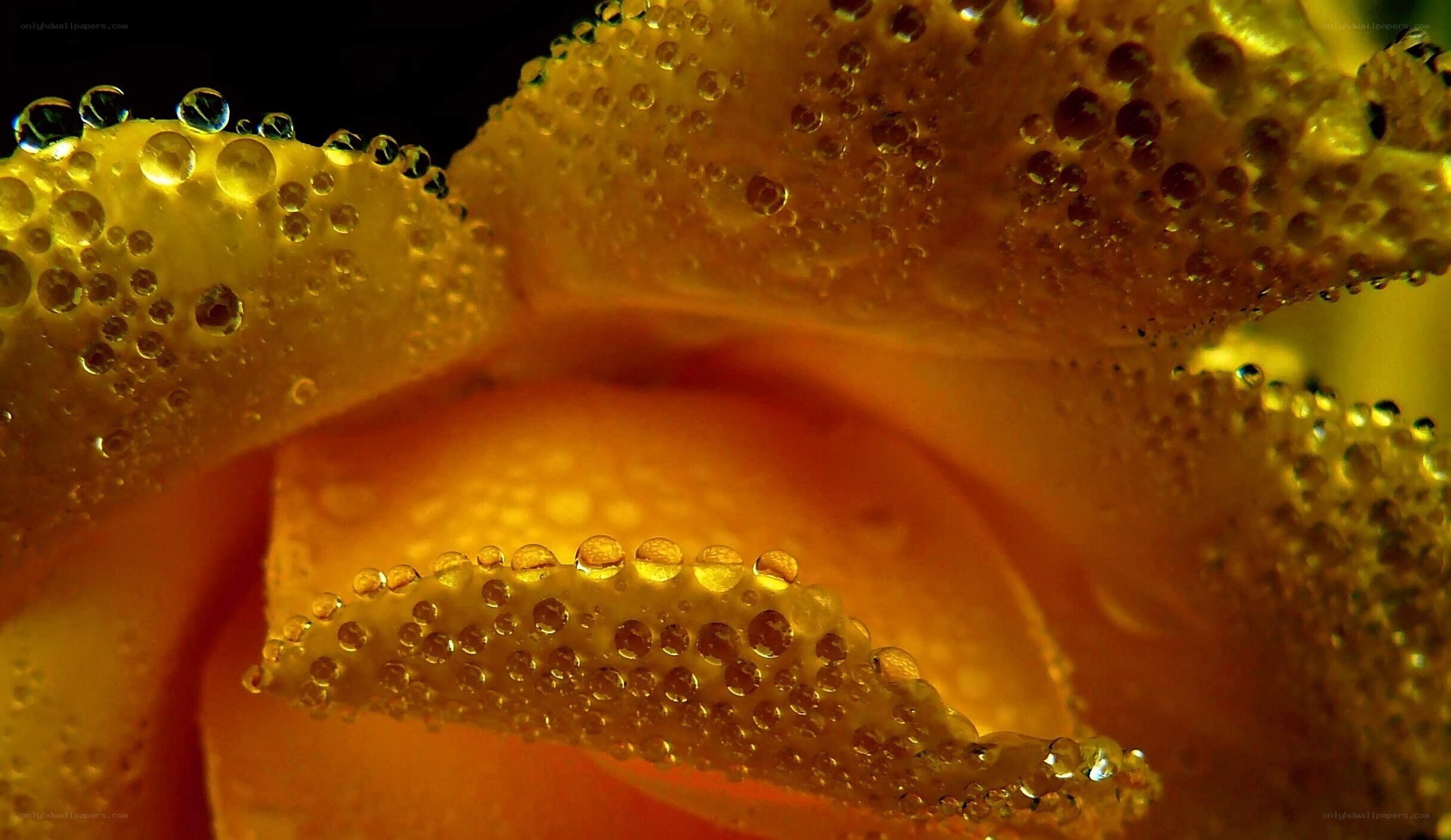 Dew-covered yellow rose