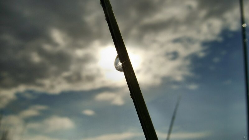 Dew drop on a blade of grass