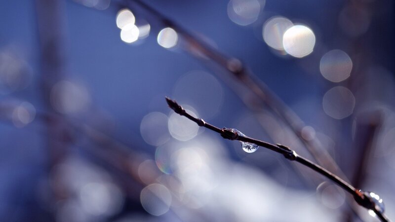 dew drop on a branch