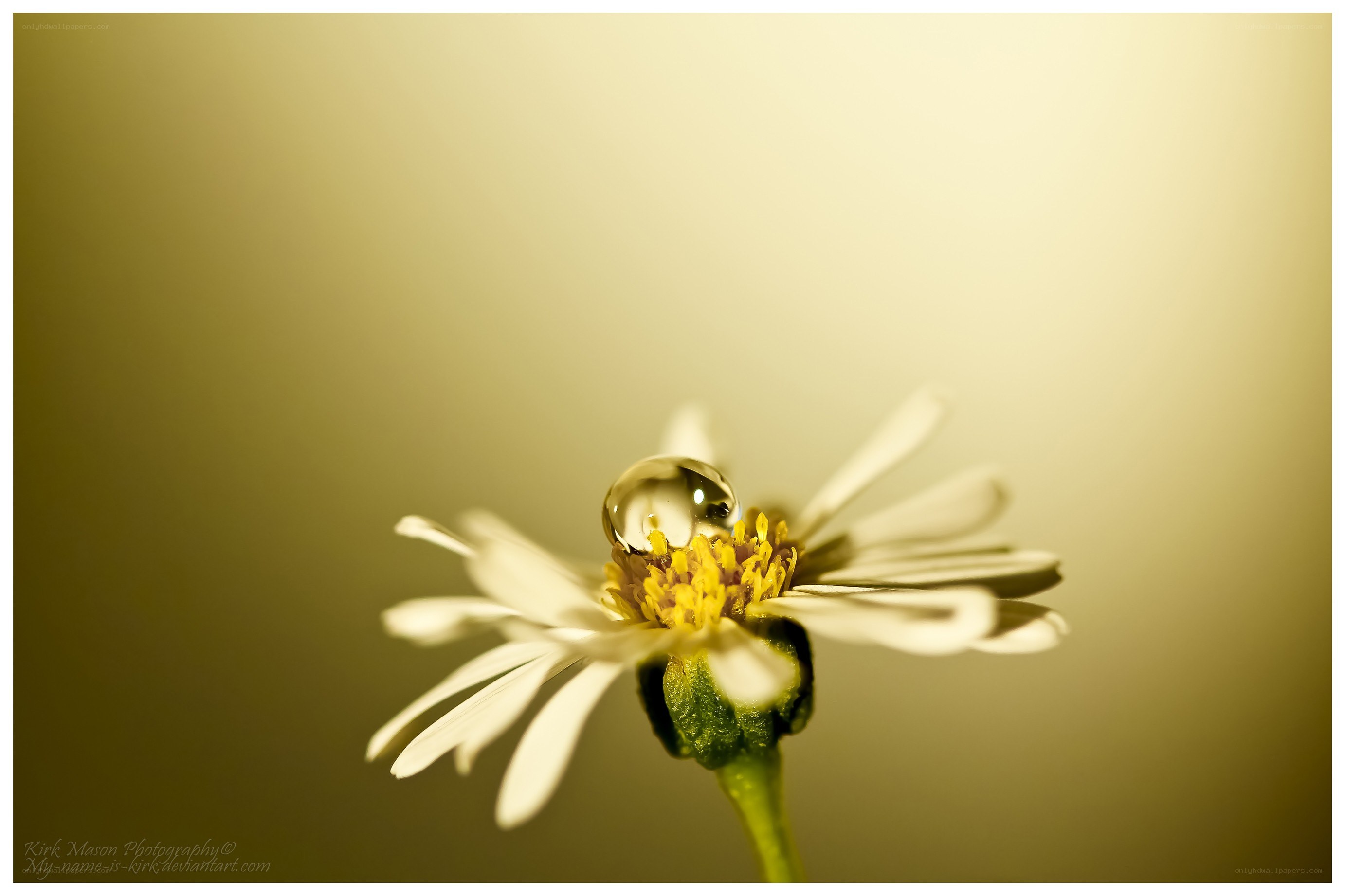 dew drop on a daisy