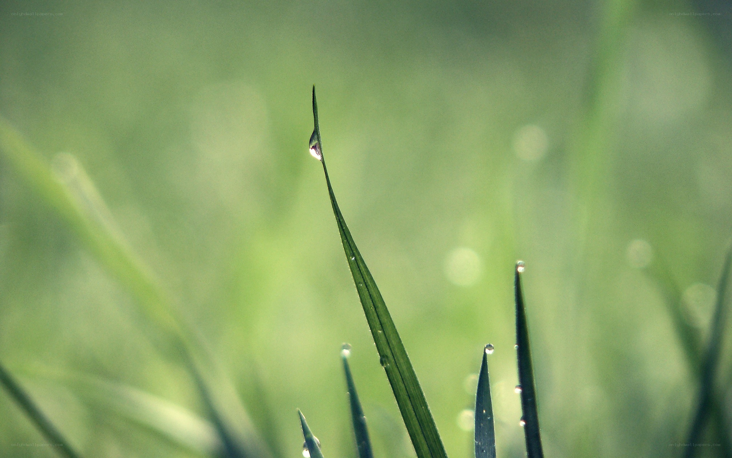 Dew drop on a grass blade