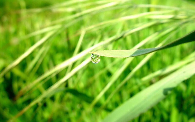 Dew drop on a grass blade