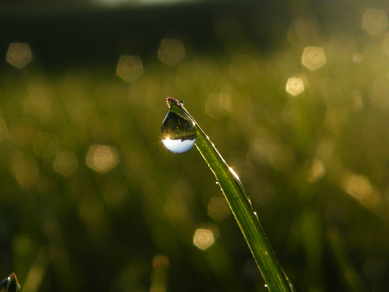 Dew drop on a grass blade