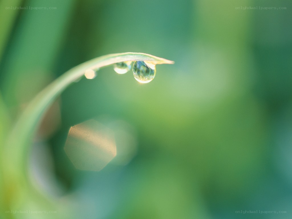 Dew drop on a grass blade