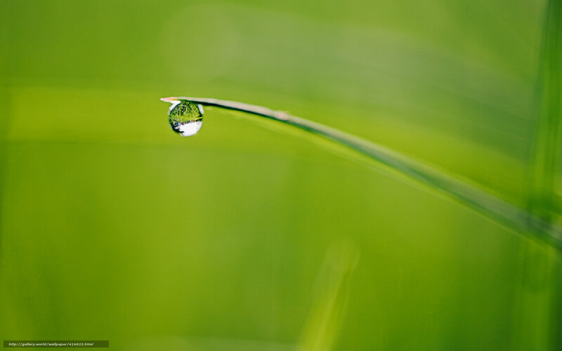 Dew drop on a grass blade