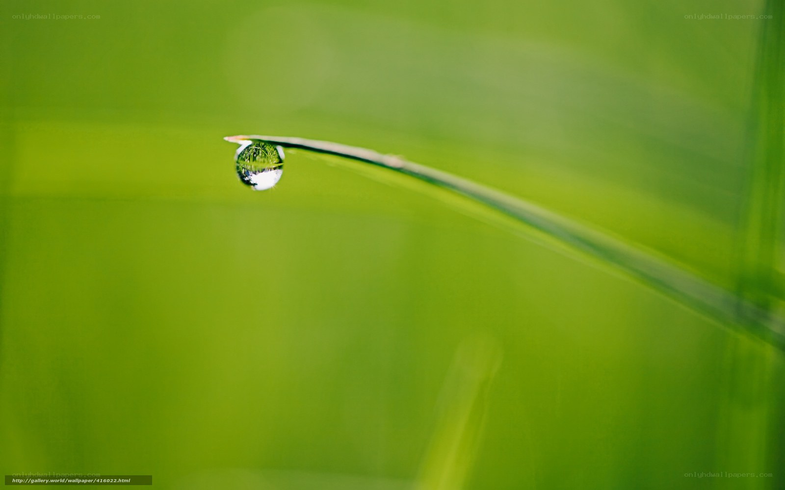 Dew drop on a grass blade