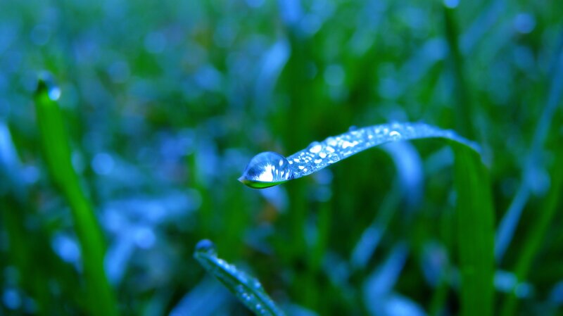Dew drop on a grass blade