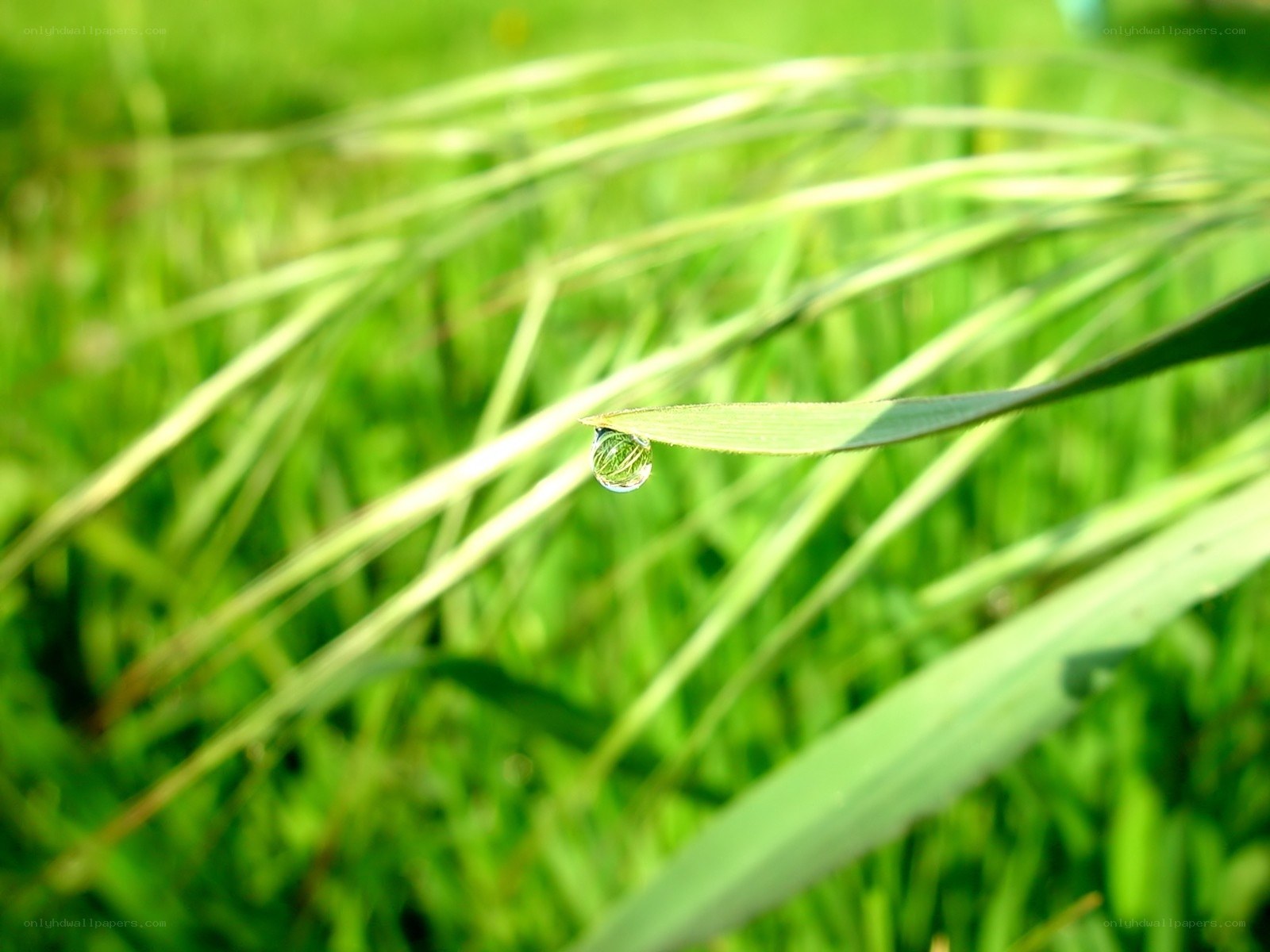 Dew drop on a grass blade